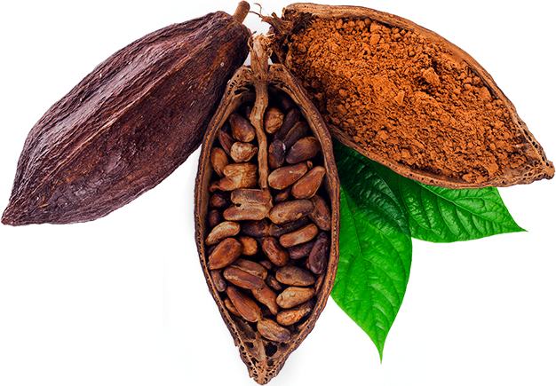 cacao